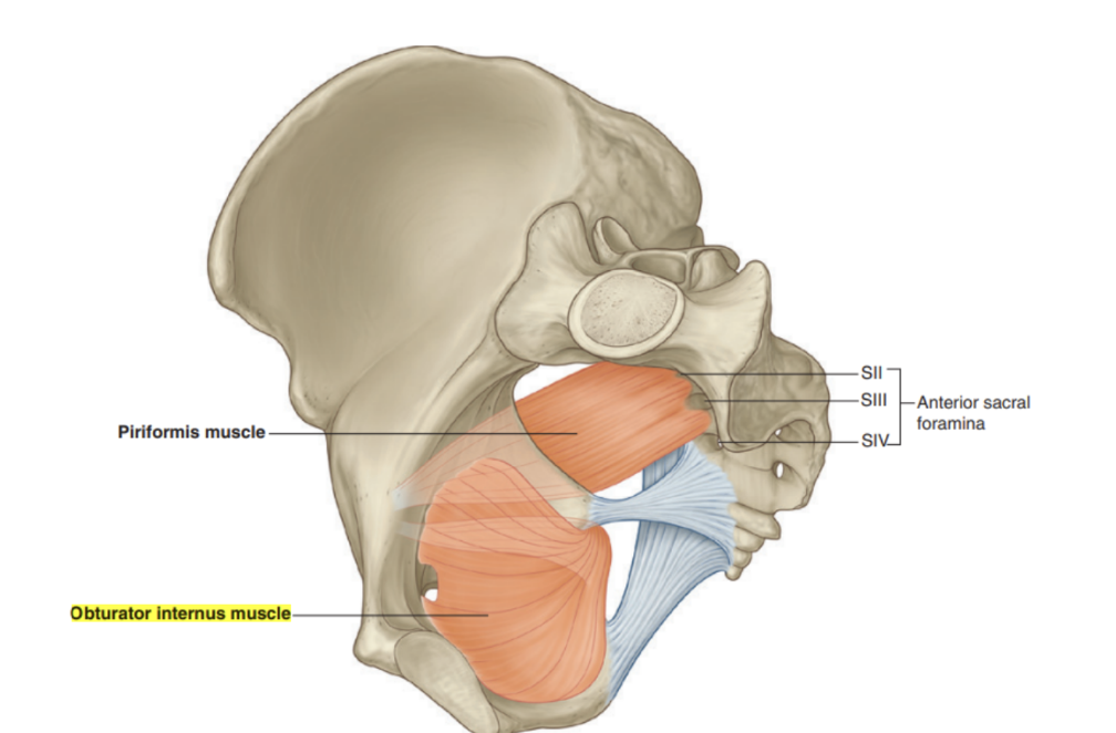 <p>Flat, fan-shaped muscle of the gluteal region in the lower limb, forming part of the lateral wall of the pelvic cavity</p><ul><li><p>Origin — pubis &amp; ischium at the obturator foramen</p></li><li><p>Insertion — travels through lesser sciatic foramen to attach onto the greater trochanter of the femur</p></li><li><p>Functions — lateral rotation &amp; abduction of the lower limb</p></li><li><p>Innervation — nerve to obturator internus</p></li><li><p>(blood supply — obturator artery) </p></li></ul>