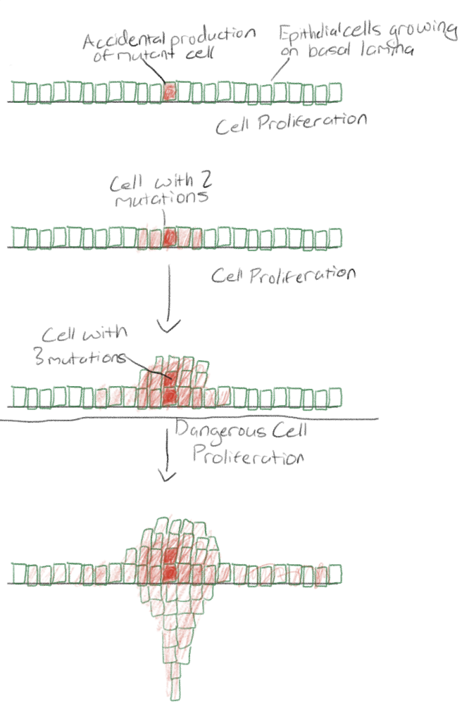 <p>Abnormal cells remain at original site</p>