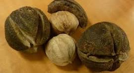 <p><span>Husk up to 1/2" thick, shell of the nut 4 ribbed, meat of nut sweet.</span></p>