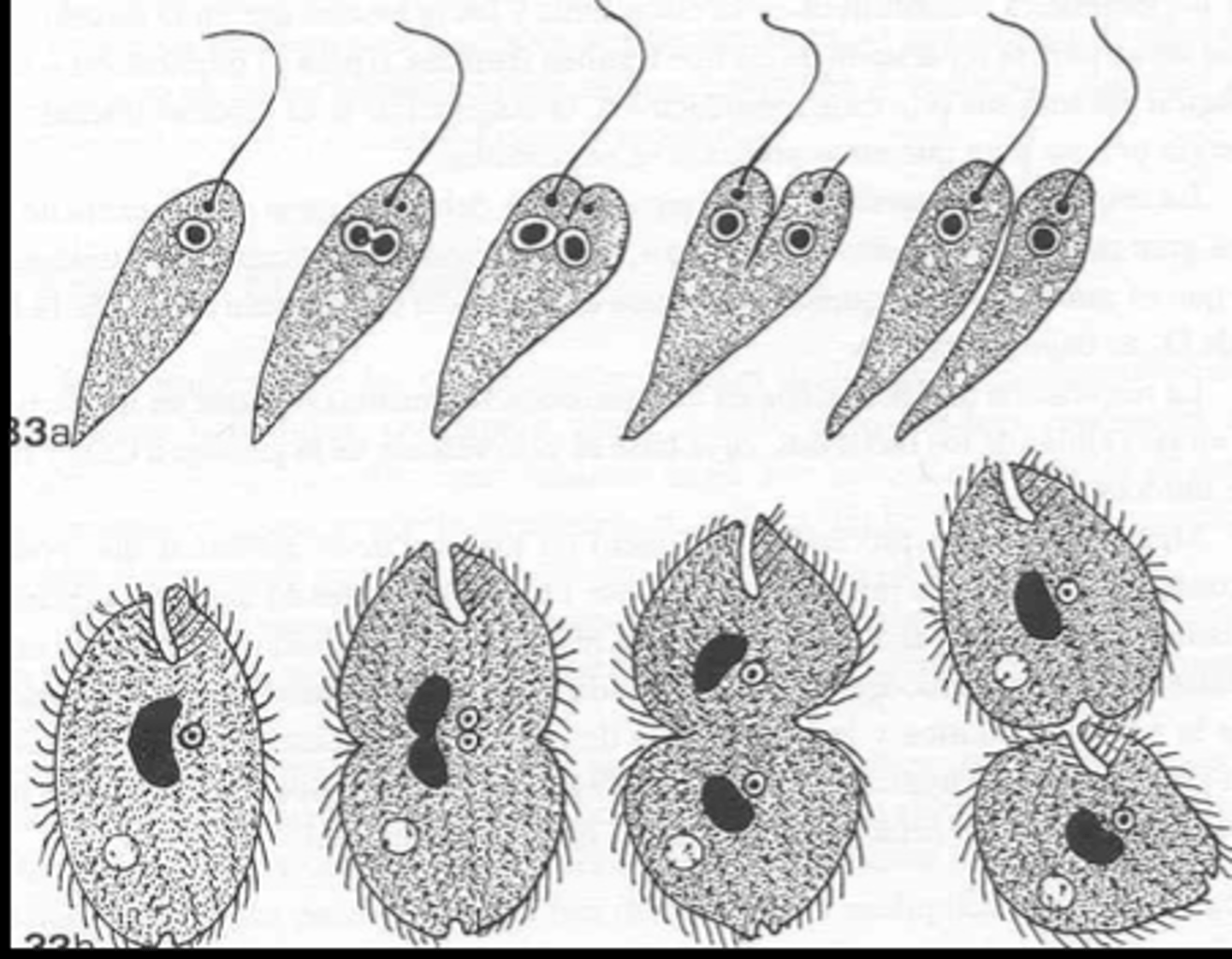 <p>what type of reproduction is this?</p>