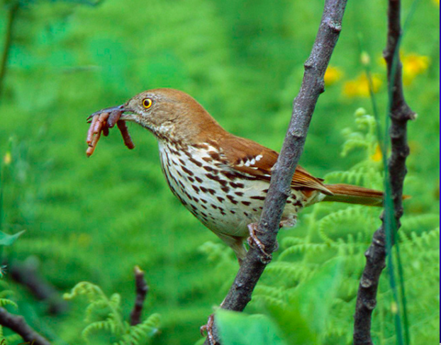<p>Brown Thrasher</p>