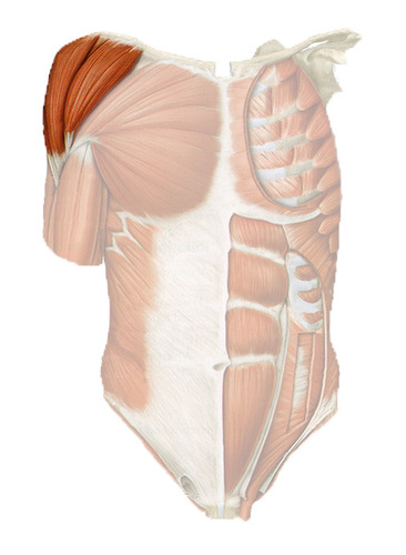 <p>upper shoulder, attaches at the deltoid tuberosity</p>