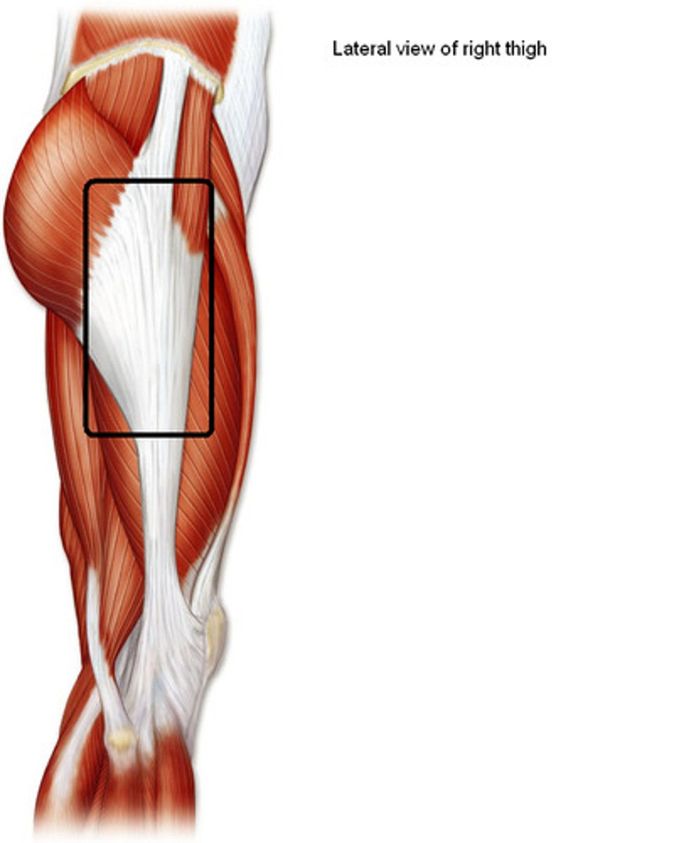 <p>Layer of connective tissue overlying thigh muscles</p>
