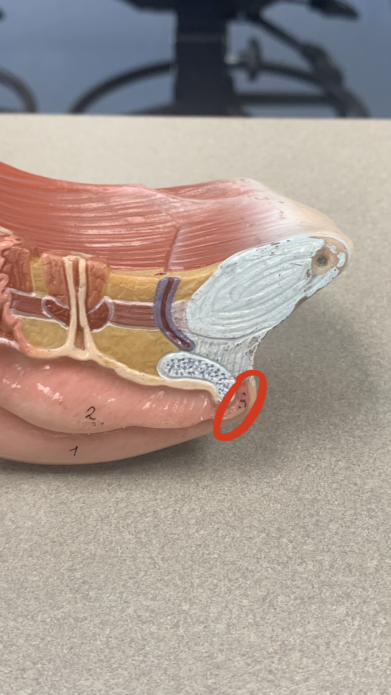 knowt flashcard image