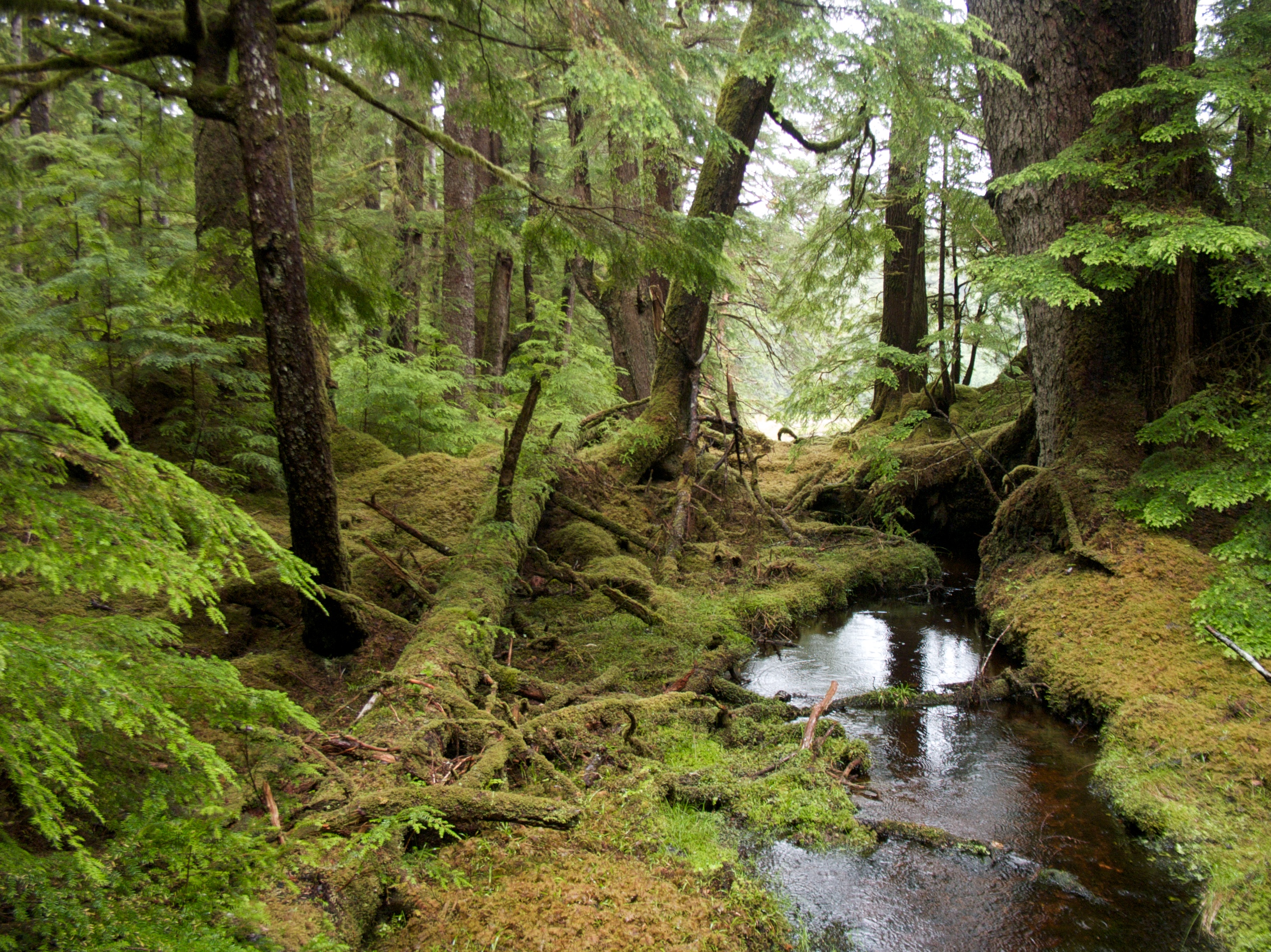 <p>a cool, rainy forest often enshrouded in fog </p>