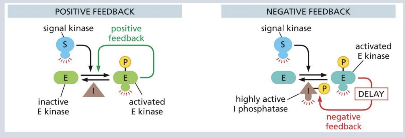 <p>Signaling pathways can include positive &amp; negative feedback</p>