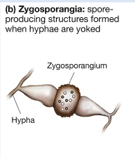 <p></p><ul><li><p class="Paragraph SCXW125237520 BCX8" style="text-align: left;"><span style="line-height: 20.925px;"><span>Haploid hyphae from 2 individuals meet and become joined, cells from yoked hyphae fuse to form a distinctive spore-producing structure (zygosporangium)&nbsp;</span></span></p></li></ul><ul><li><p class="Paragraph SCXW125237520 BCX8" style="text-align: left;"><span style="line-height: 20.925px;"><span>Known as zygomycetes&nbsp;</span></span></p></li></ul><p></p>