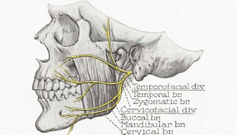 <ul><li><p>motor</p></li><li><p>innervates muscles of facial expression</p></li><li><p>passes through parotid gland: separates gland into superficial (lateral to nerve) and deep (medial to nerve) lobes; enters posterior border of gland after leaving stylomastoid foramen; within gland, bifurcates into superior (or temporofacial) and inferior (cervicofacial) division</p></li></ul>
