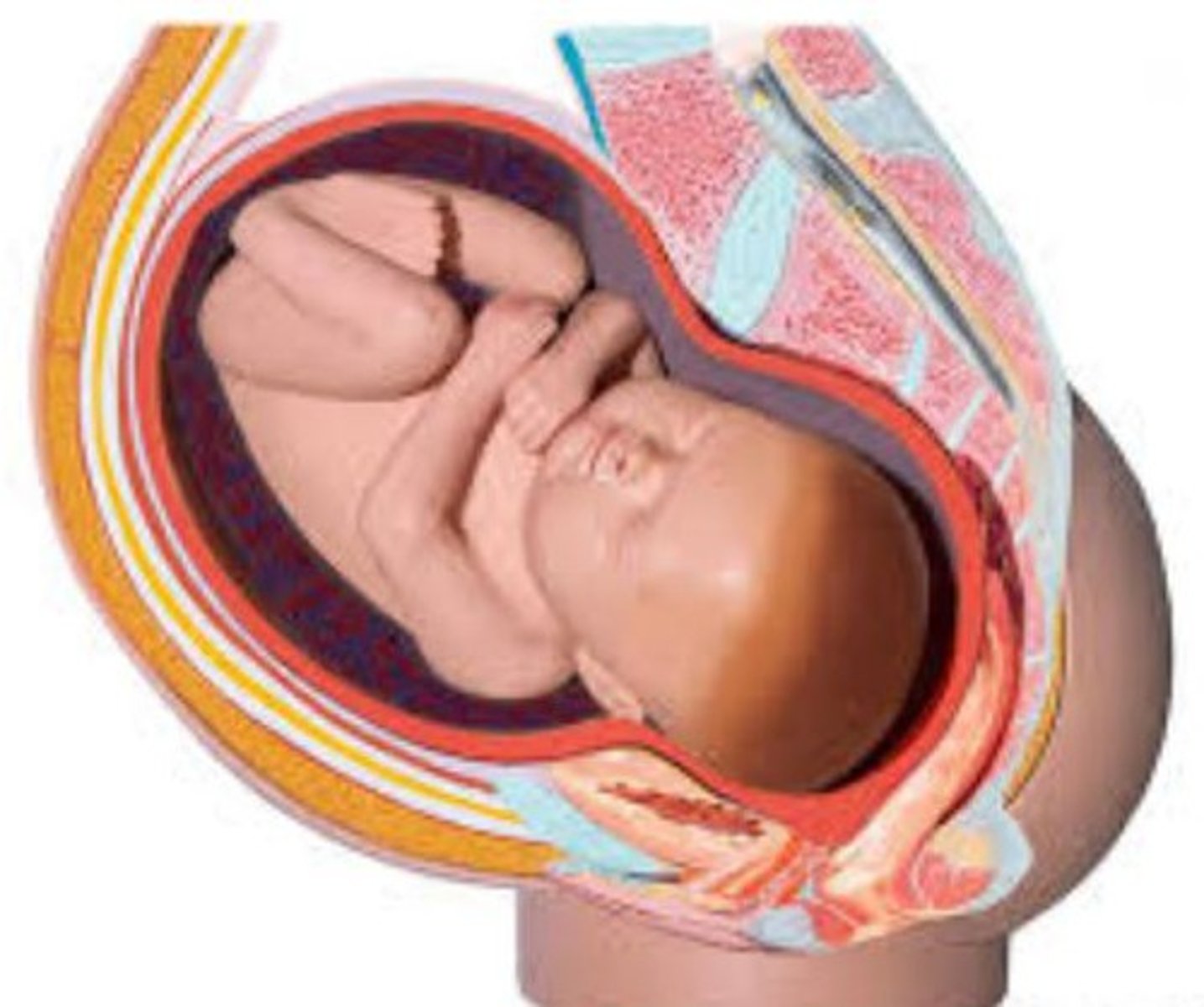 <p>The developing human organism from 9 weeks after conception to birth.</p>