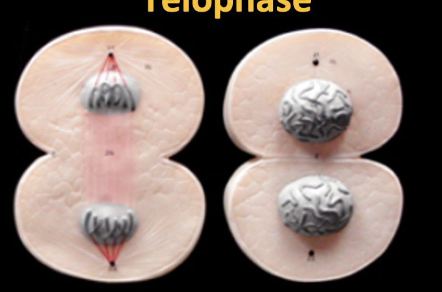<p>Name this Mitosis Phase</p>