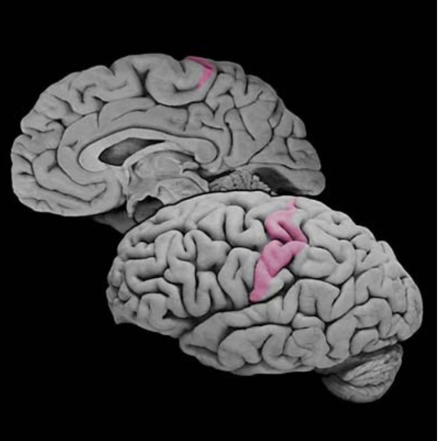 <p>Primary somatic sensory cortex</p>