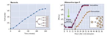 <p><span>Qu’est-ce que la phase d’éclipse d’un virus ?</span></p>