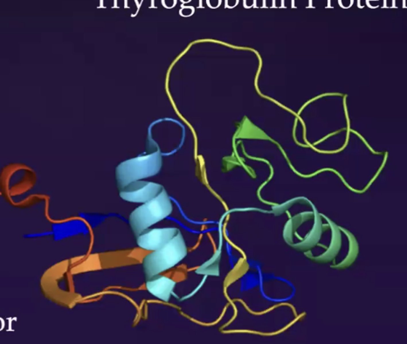 <p>a protein enriched in the thyroid gland, source of tyrosines for thyroid hormone, huge protein made of tyrosine amino acids</p>