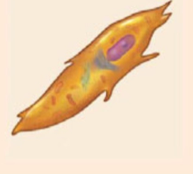 <ul><li><p>stems cells that differentiate into osteoblasts</p></li></ul><p></p>