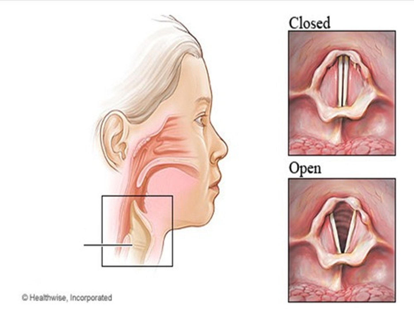 <p>vibrate when exhaling to create voice</p>