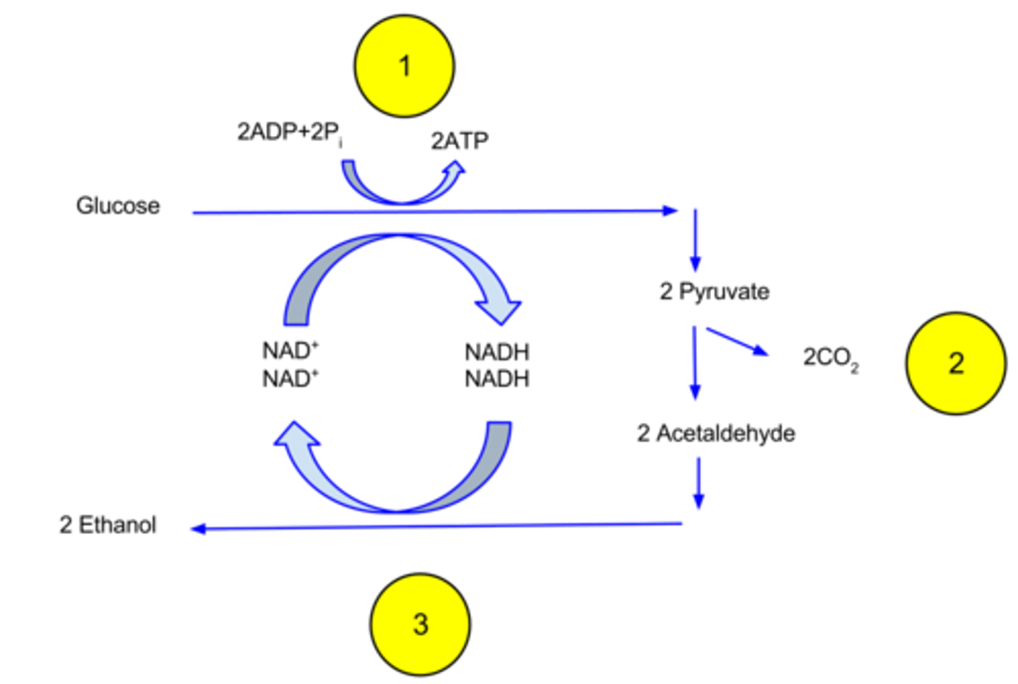 <p>1. Pyruvate → acetaldehyde + CO2</p><p>2. acetaldehyde → ethanol (and NADH → NAD+)</p>