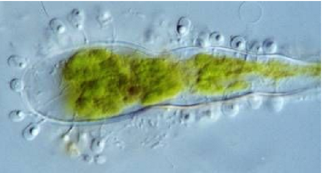<p>A group of fungi - Chytrids </p>