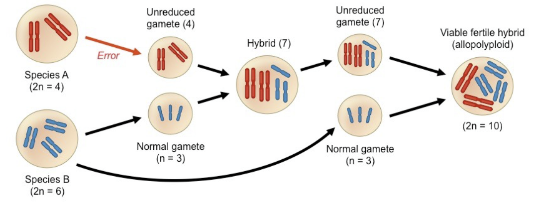 <p>when a polyploid offspring comes from hybridization between 2 parental species</p>