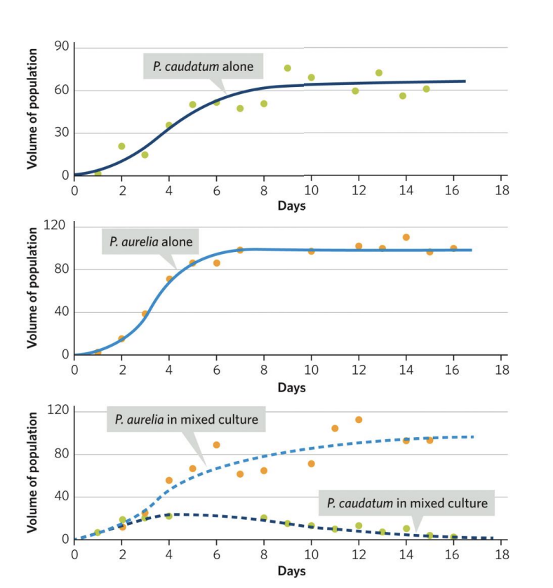 <p>• When the two species were grown apart, they exhibited logistic growth;</p><p>• When grown together, there was interspecific competition, in which P. aurelia “won” and P. caudatum “lost” (Gause [1934] 2019).</p>
