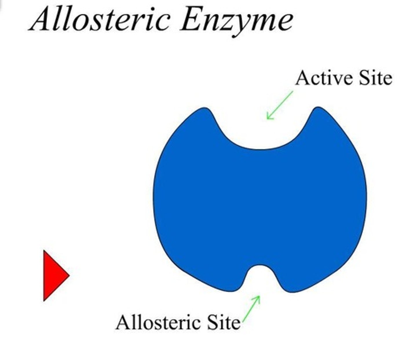 <p>A protein whose biological activity is affected by substances binding to a site other than the active site.</p>