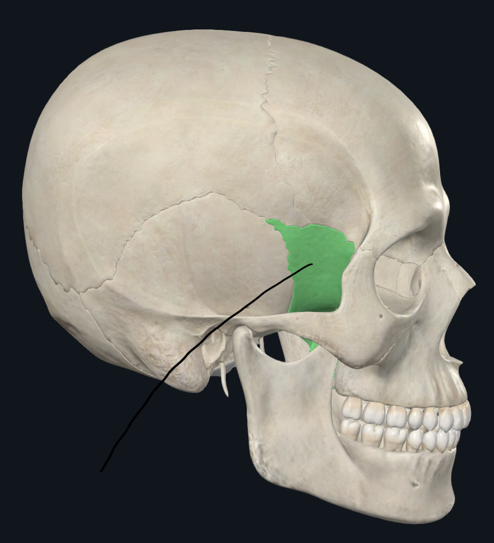 <p>What part of the skull is this?</p>