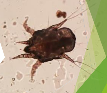 <p>Non burrowing- ‘ear mites’</p>