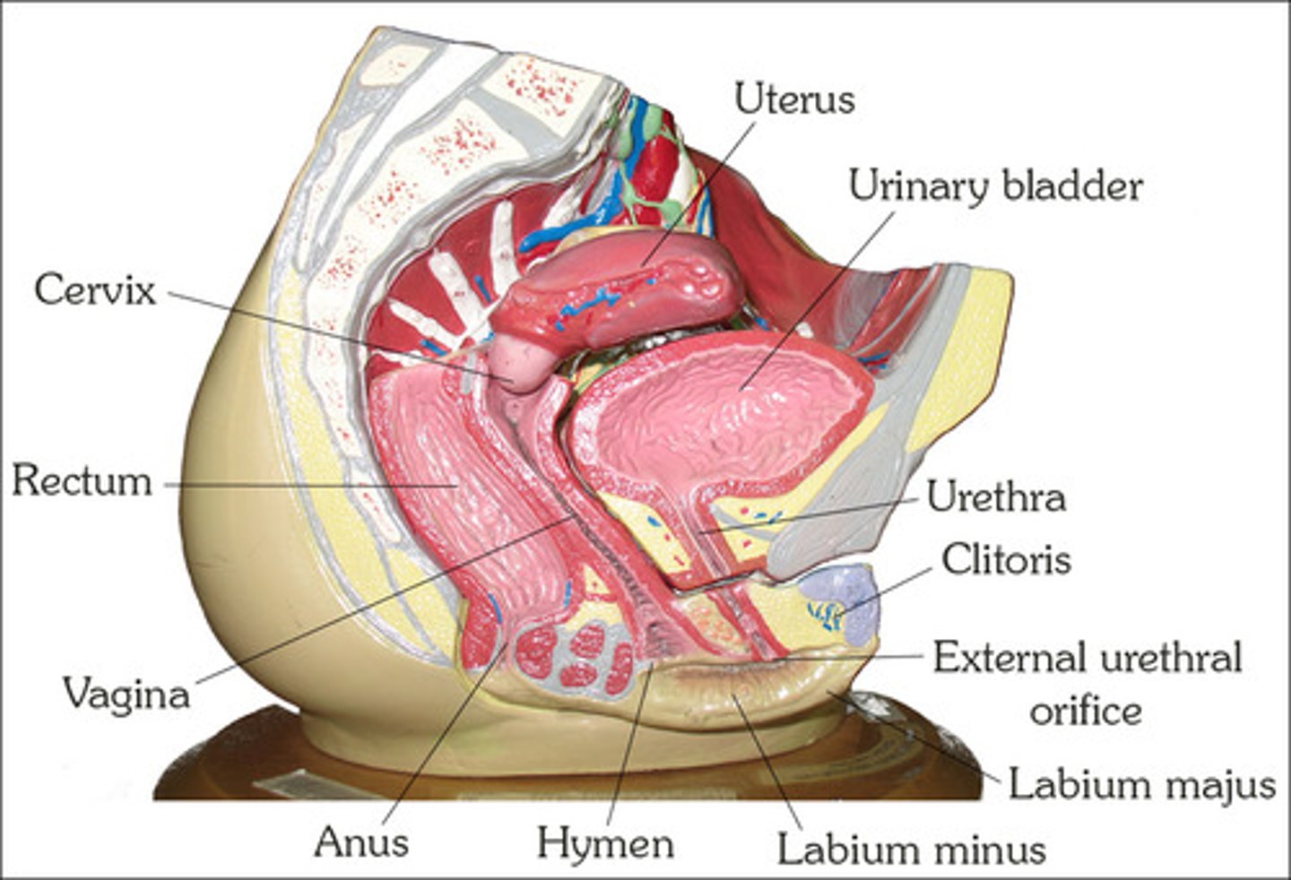 <p>female copulatory organ and birth canal</p><p>-lined with NON KERATINIZED STRATIFIED SQUAMOUS EPITHELIUM</p>