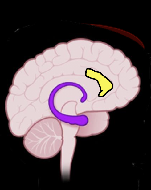 <ul><li><p>Perception, Eval, and Experience of Emotion </p></li><li><p>7-9 yrs</p></li><li><p>Adolescence </p></li></ul><p></p>
