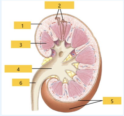 <p>What is structure 5?</p>