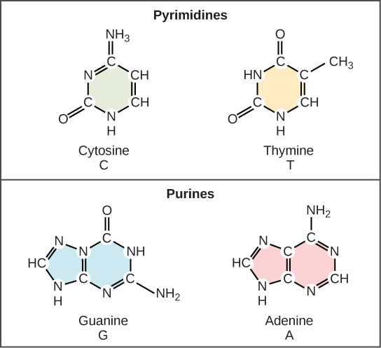 <p>A similarity between nitrogenous bases is that they all contain nitrogen atoms and are crucial for forming base pairs in nucleic acids like DNA and RNA; a key difference is that some bases are classified as purines (double-ringed structure like adenine and guanine) while others are pyrimidines (single-ringed structure like cytosine and thymine). [Any other accurate answer is also good!]</p>