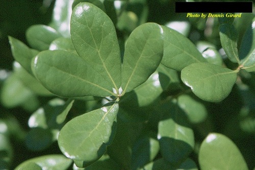 Family: Fagaceae 
Common: myrtle oak 
Range: Native 
Habitat: Scrubs 
Bark: Grey 
Persistence: Evergreen 
Leaves: Simple & alternate, often similar to Q. nigra leaf shape, generally entire, pinnate venation 
Other: Underside bright green, notable hairy armpits