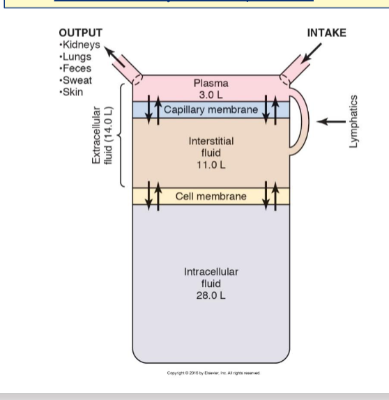 <p><span>solute must be freely permeable throughout compartment, but confined to only that compartment</span></p>