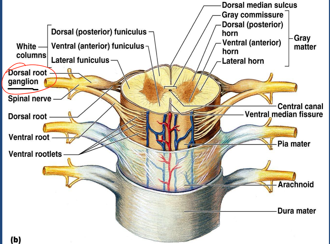 <p>Anterior Rootlets</p><p>Anterior Root</p><p>Posterior Rootlets</p><p>Posterior Root</p><p>Dorsal Root Ganglion</p><p>Spinal Nerve (splits into Posterior Ramus, Anterior Ramus, Rami Communicates)</p>
