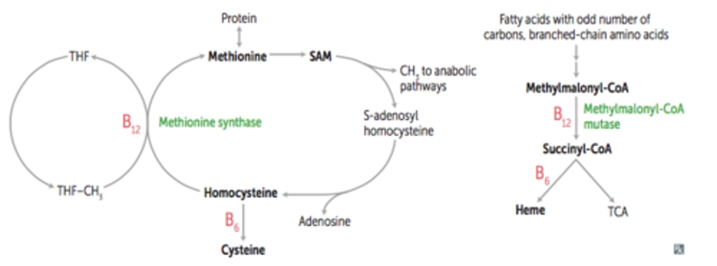 <p>Folate (a methyl donor) supplementation during pregnancy reduces neural tube defects by ensuring proper methylation of genes critical for development</p>