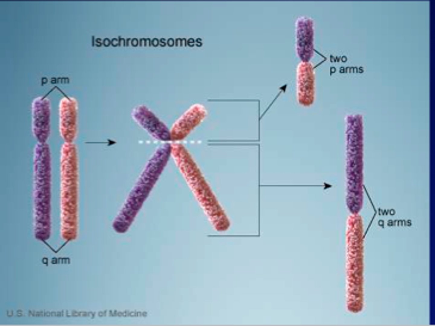 <p>Chromosomes with identical arms</p><p>Form when centromeres divide along the incorrect plane during meiosis</p>