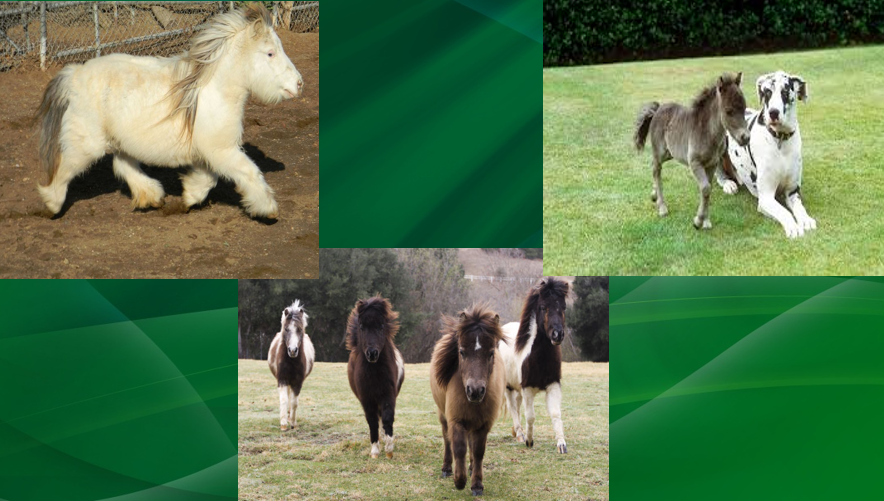 <p>Small ponies that are often kept as pets or for shows.</p>