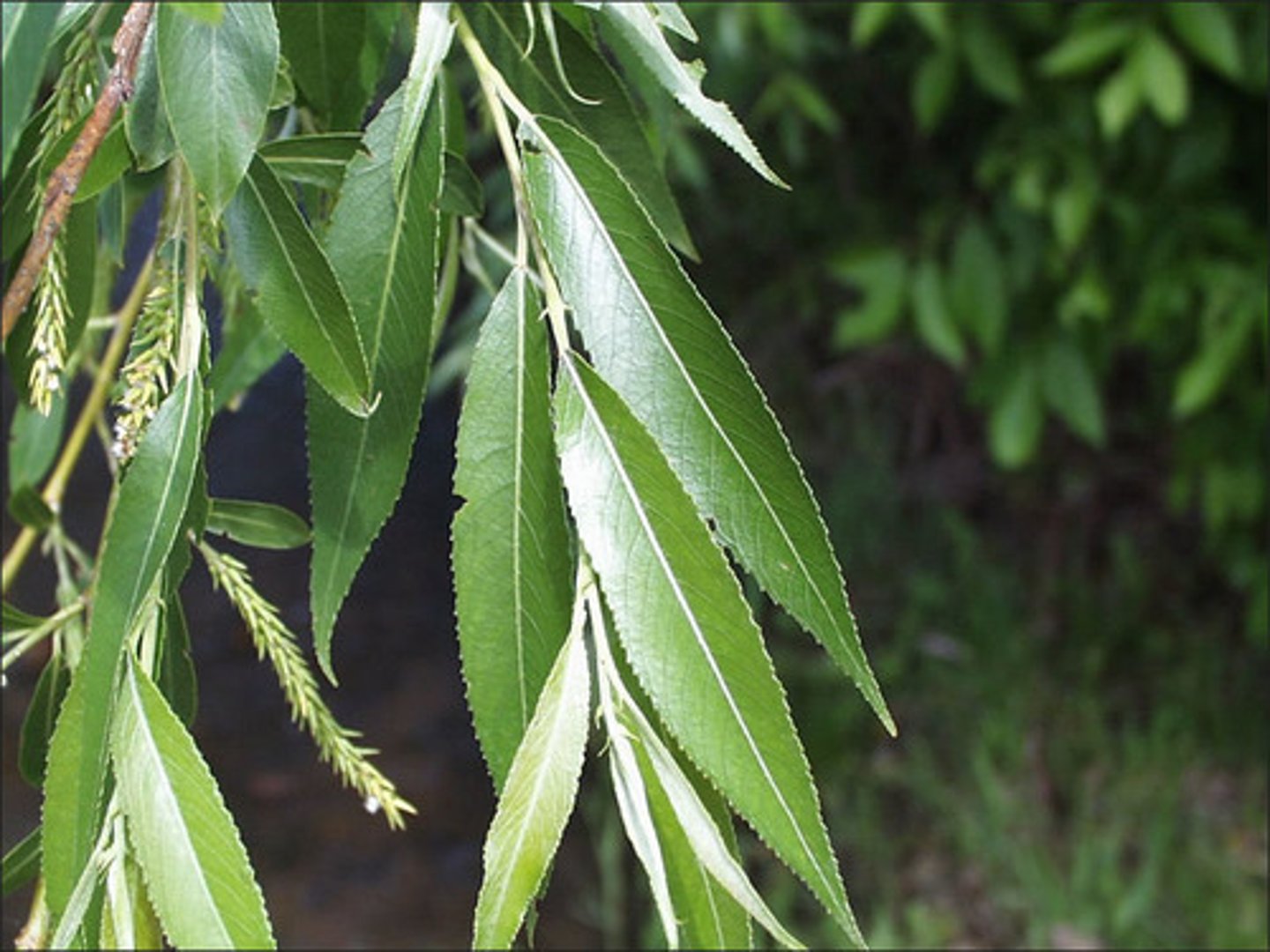 <p>Salix spp.</p>