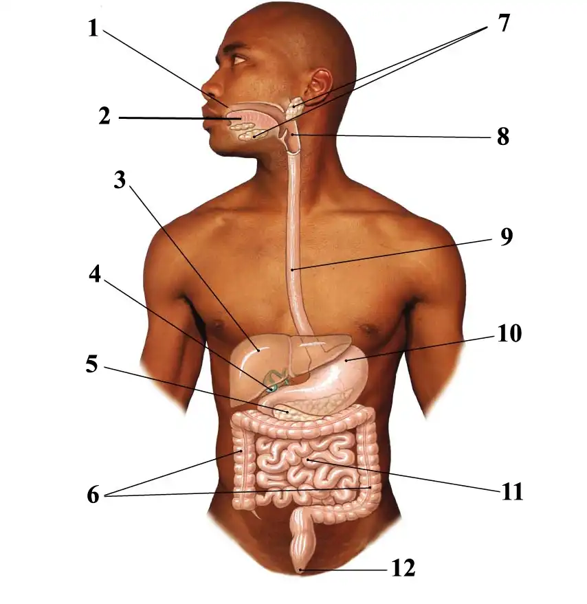 <p>What is number 4</p>