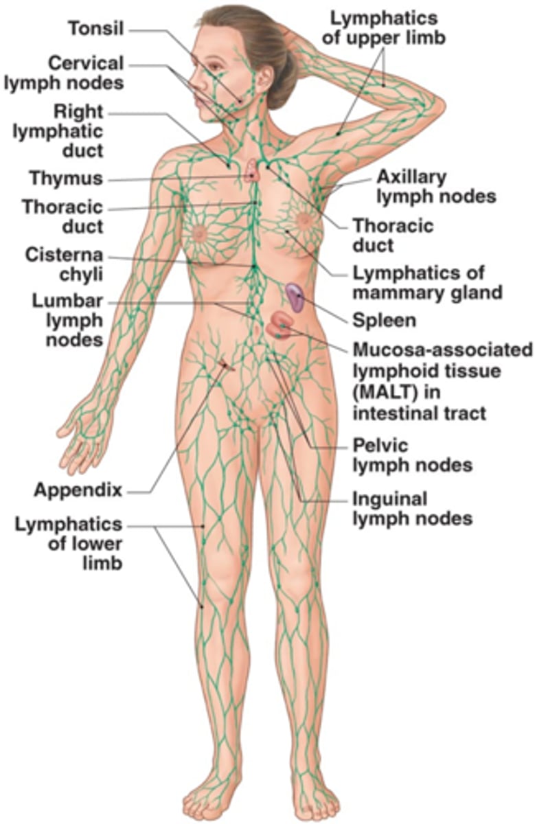 <p>interstitial fluid balance, filter system, digestive function (bile), immune function</p>