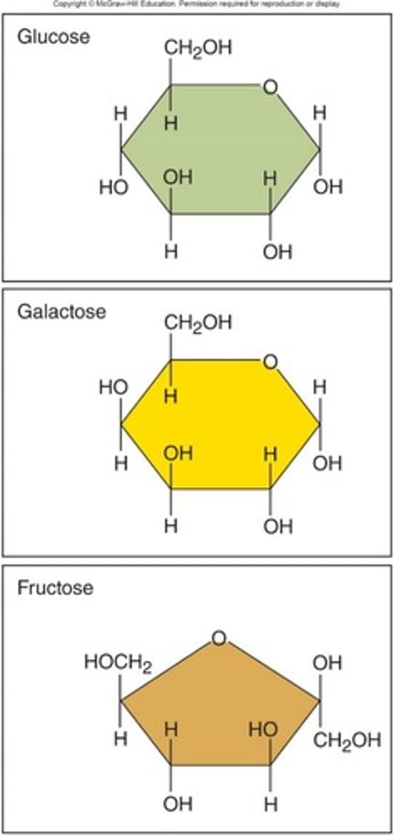 <p>Source of chemical energy; short-term, easy access; converted into glycogen or fat for storage</p>