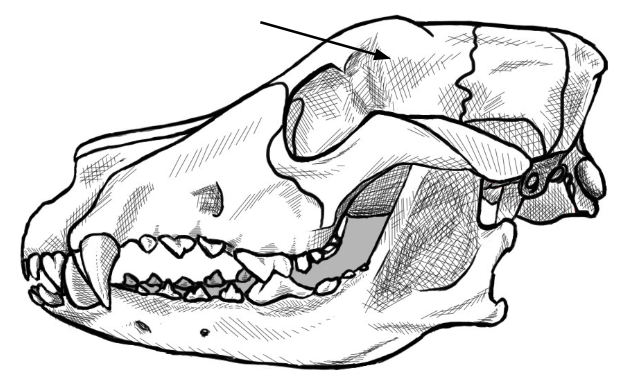 <p>what is this arrow pointing to </p>