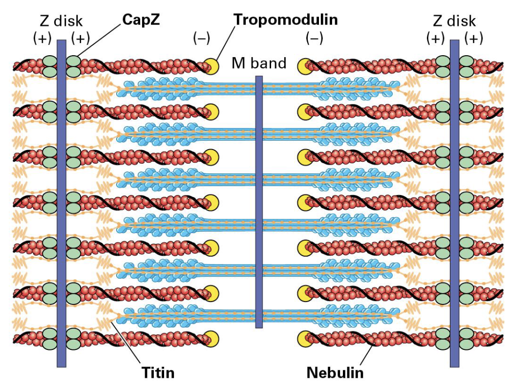 <p>Accessory Proteins</p>