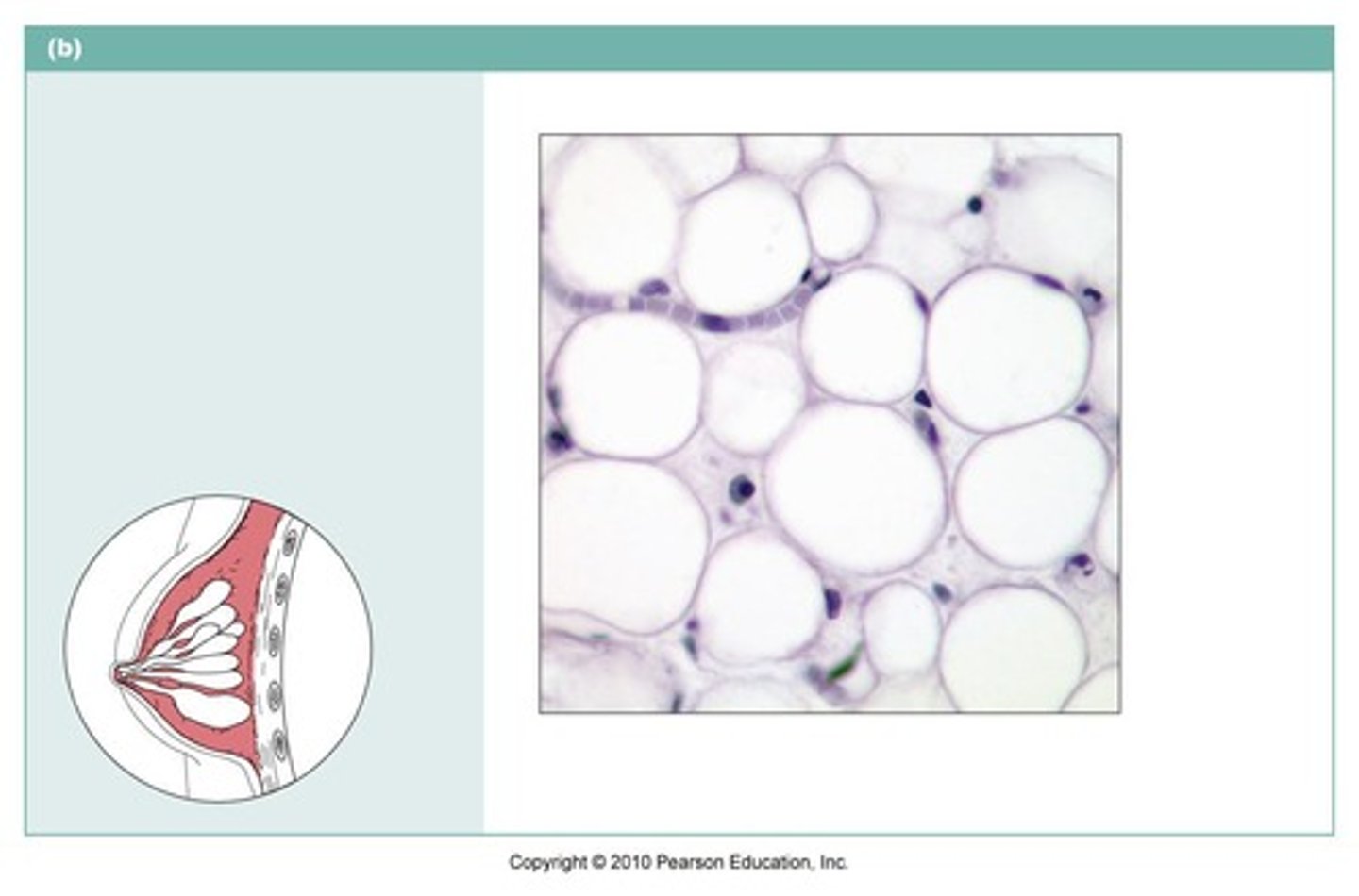 <p>name the type of connective tissue</p>