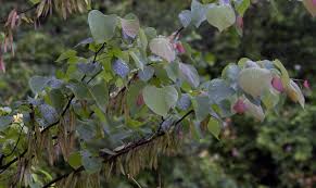 <p>Redbud</p>