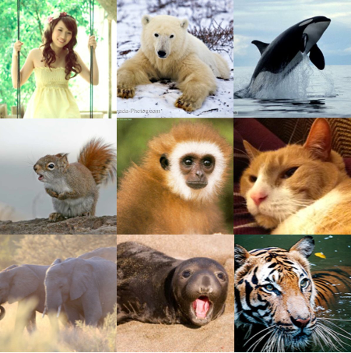 <p>Animals (such as birds or mammals) that can regulate their body temperature.</p>