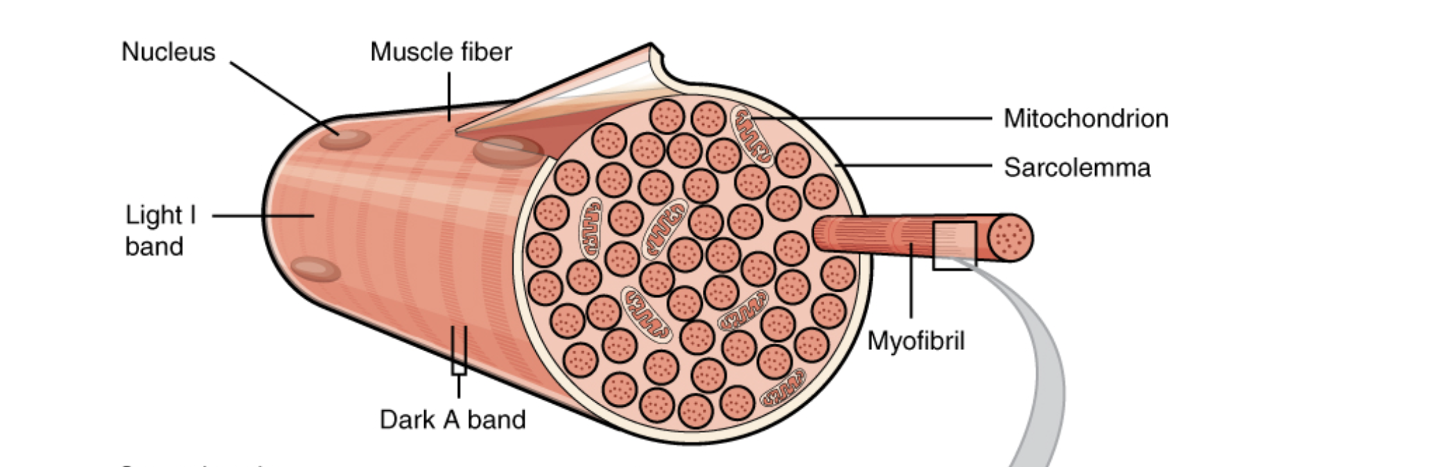 <p>Very fine contractile fibers that run parallel to each other on the long axis of the myocytes. Made up of thick and thin myofilaments (which help give muscle its striped appearance)</p>