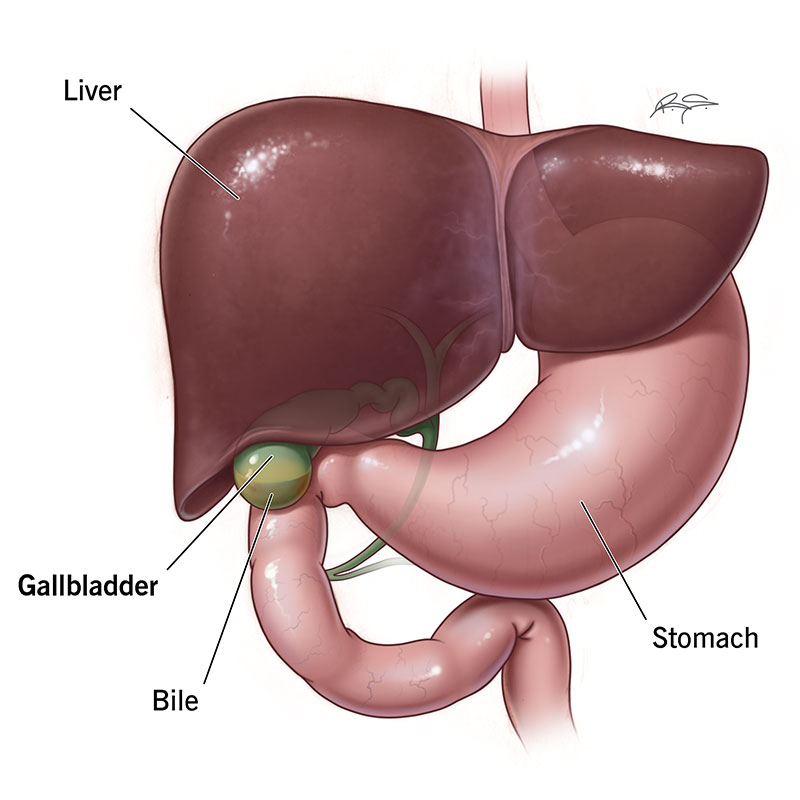 <p>underneath the liver</p>