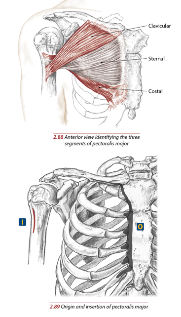 <p>Crest of greater tubercle of humerus (lateral)</p>