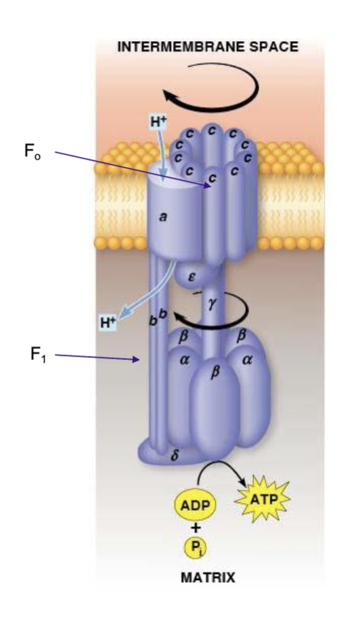 <p>provides a channel for exergonic flow of protons across the membrane, acts as a proton translocator, has 2 b subunits and 10 c subunits</p>
