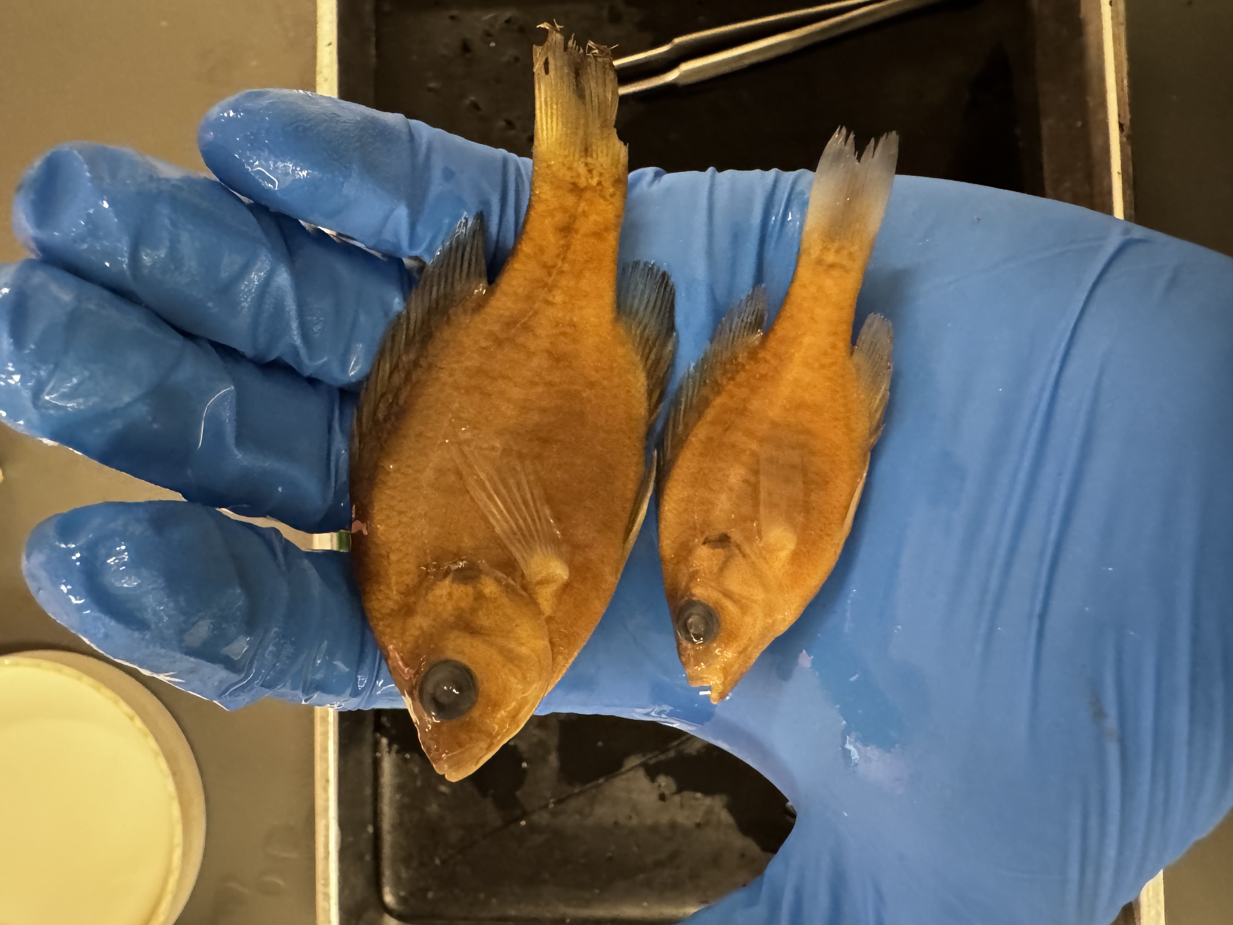 <p>Family:</p><p>Species:</p><p>Scientific:</p>